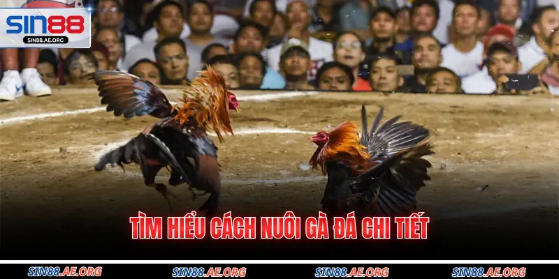 Tìm hiểu cách nuôi gà đá chi tiết