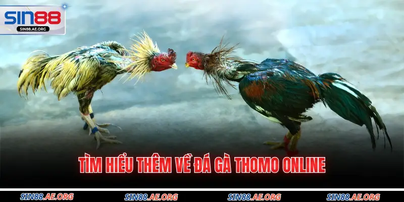Tìm hiểu thêm về đá gà thomo online